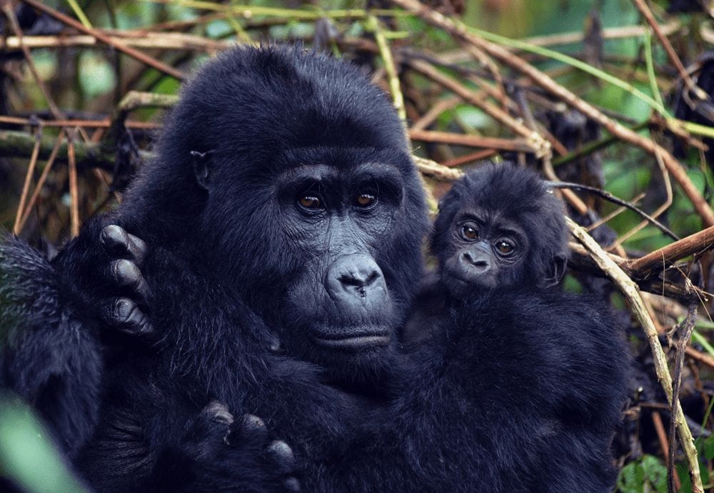 Uganda: habituación con gorilas durante 4 horas