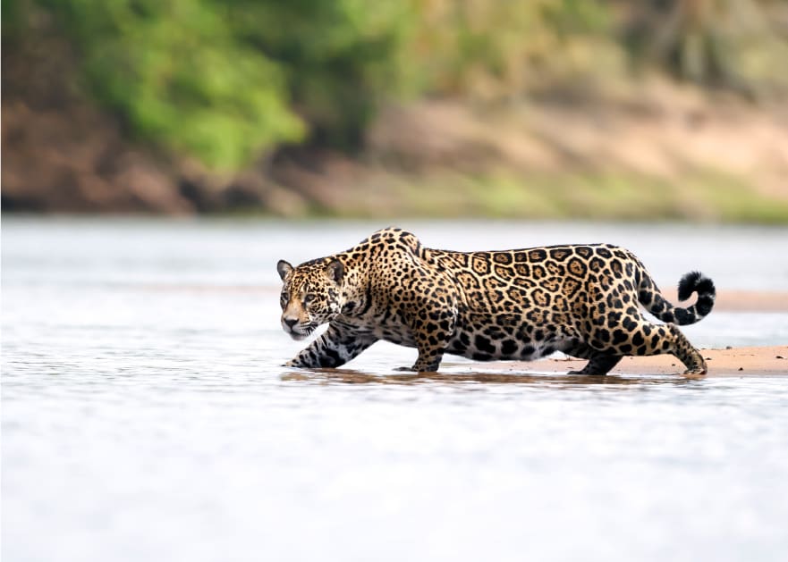 Jaguar atravesando un río