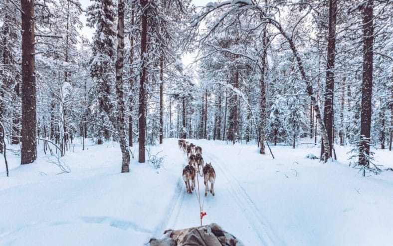 Bosque nevado Laponia trineo de huskies