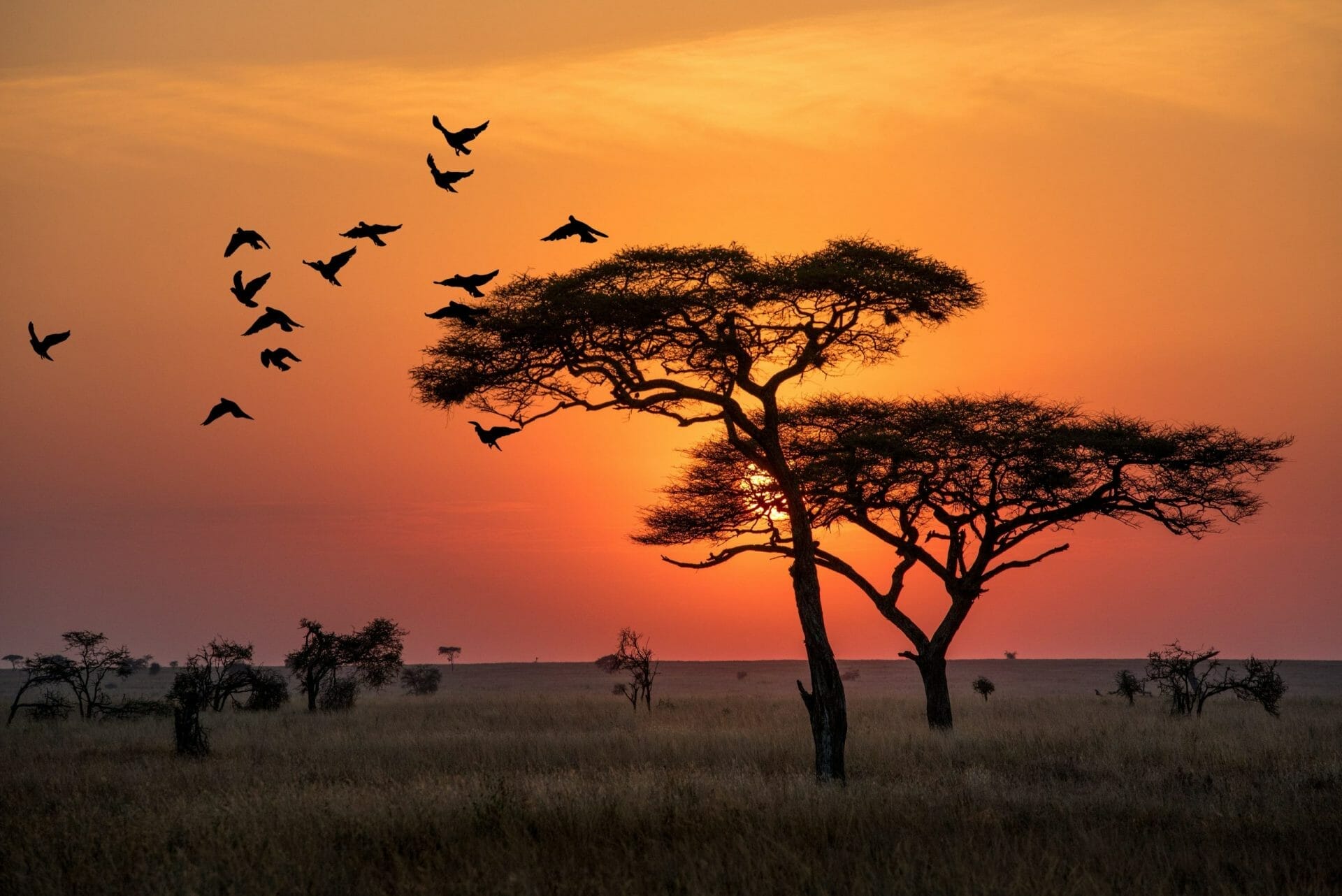 Increíble amanecer en el Parque Natural de Serengeti en Tanzania