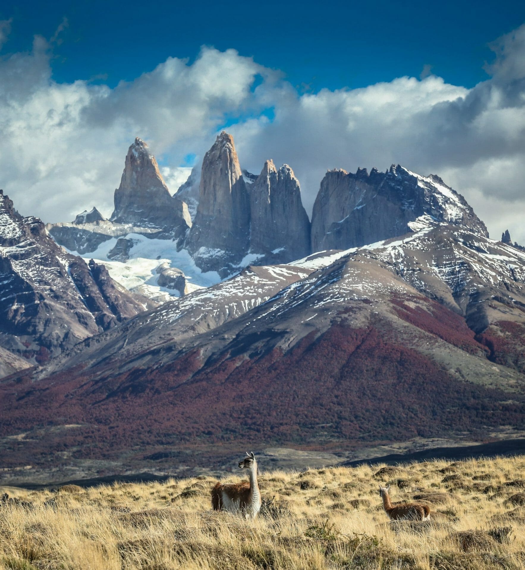Awasi Patagonia, Guanaco and Torres del Paine Chile