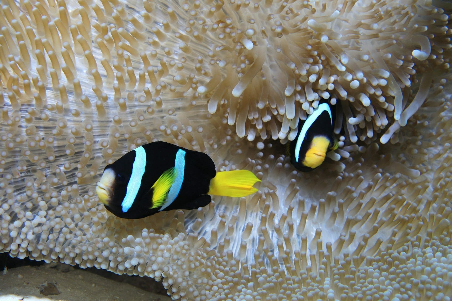 Buceo peces Seychelles