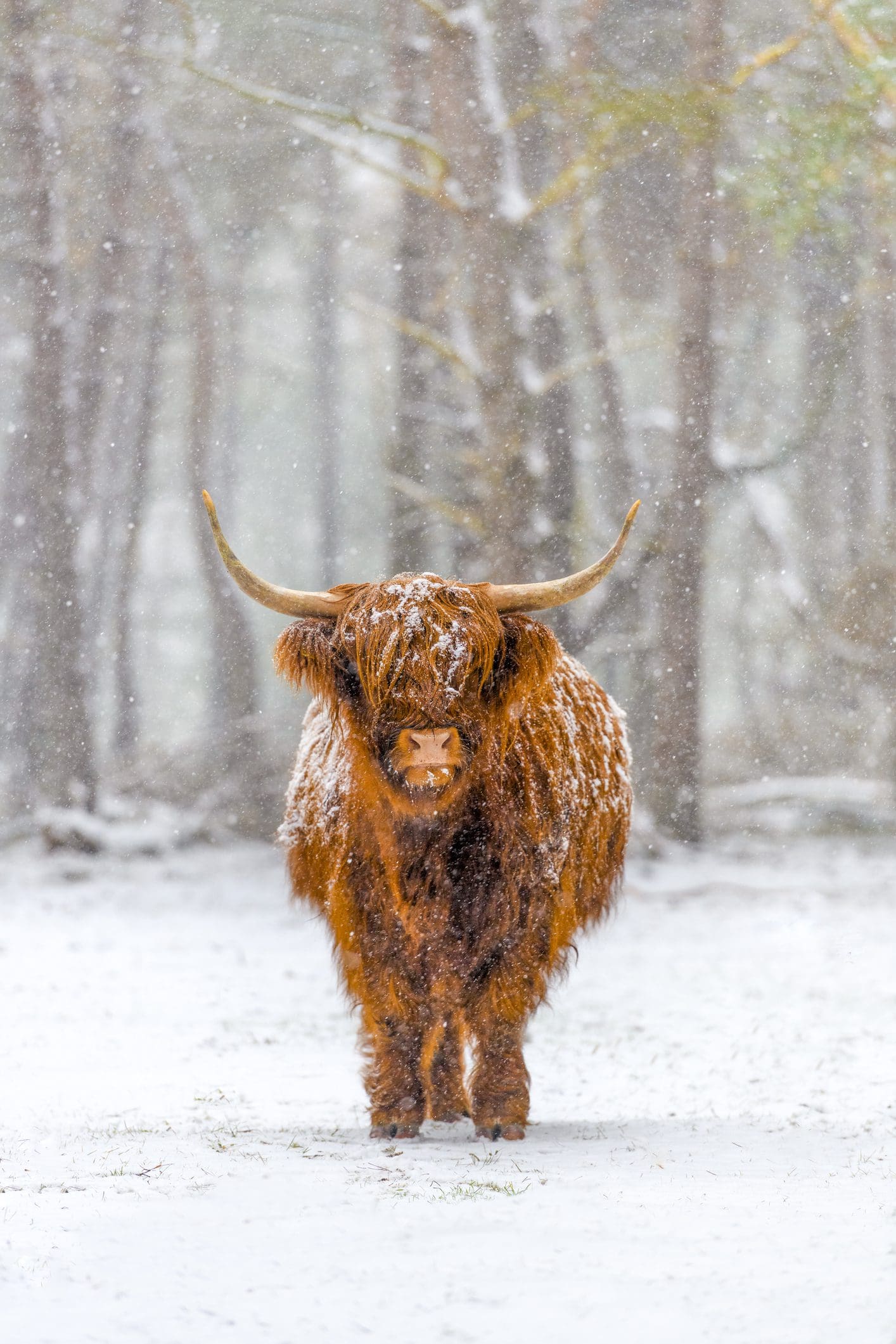Retrato de una vaca de las Tierras Altas de Escocia en el ganado en la nieve durante el invierno. Los escoceses de las Tierras Altas se utilizan en la conservación de la naturaleza de Veluwe para garantizar que las áreas de brezo no crezcan densamente.