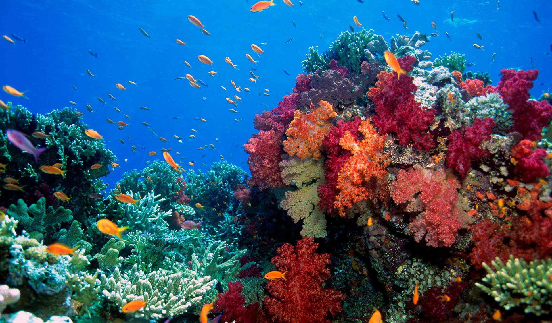 Corales en Fiji