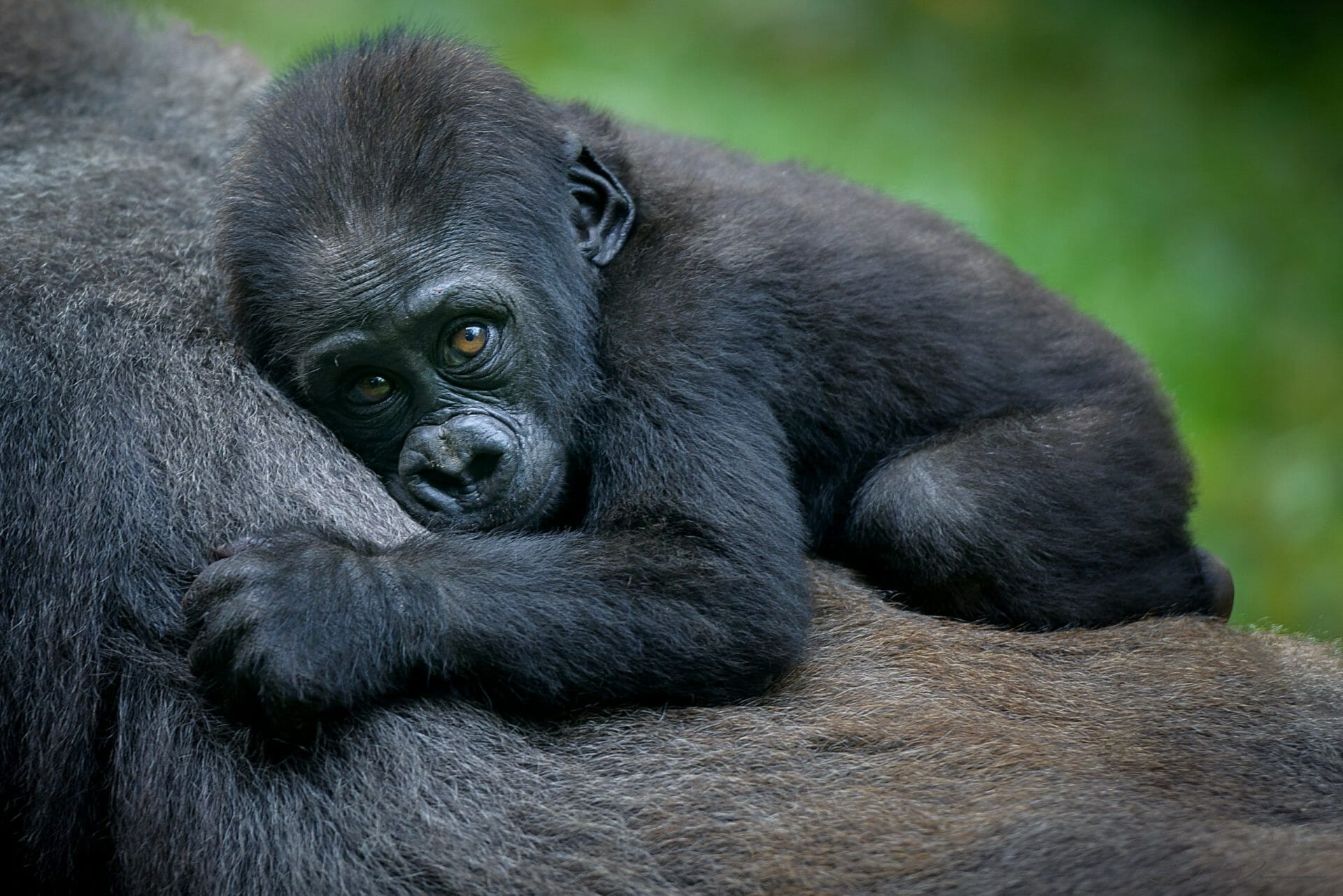 Gorila bebe Ruanda