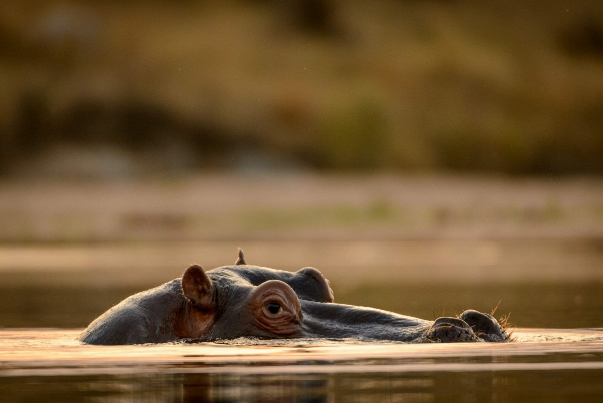 Hipopótamo Sudáfrica