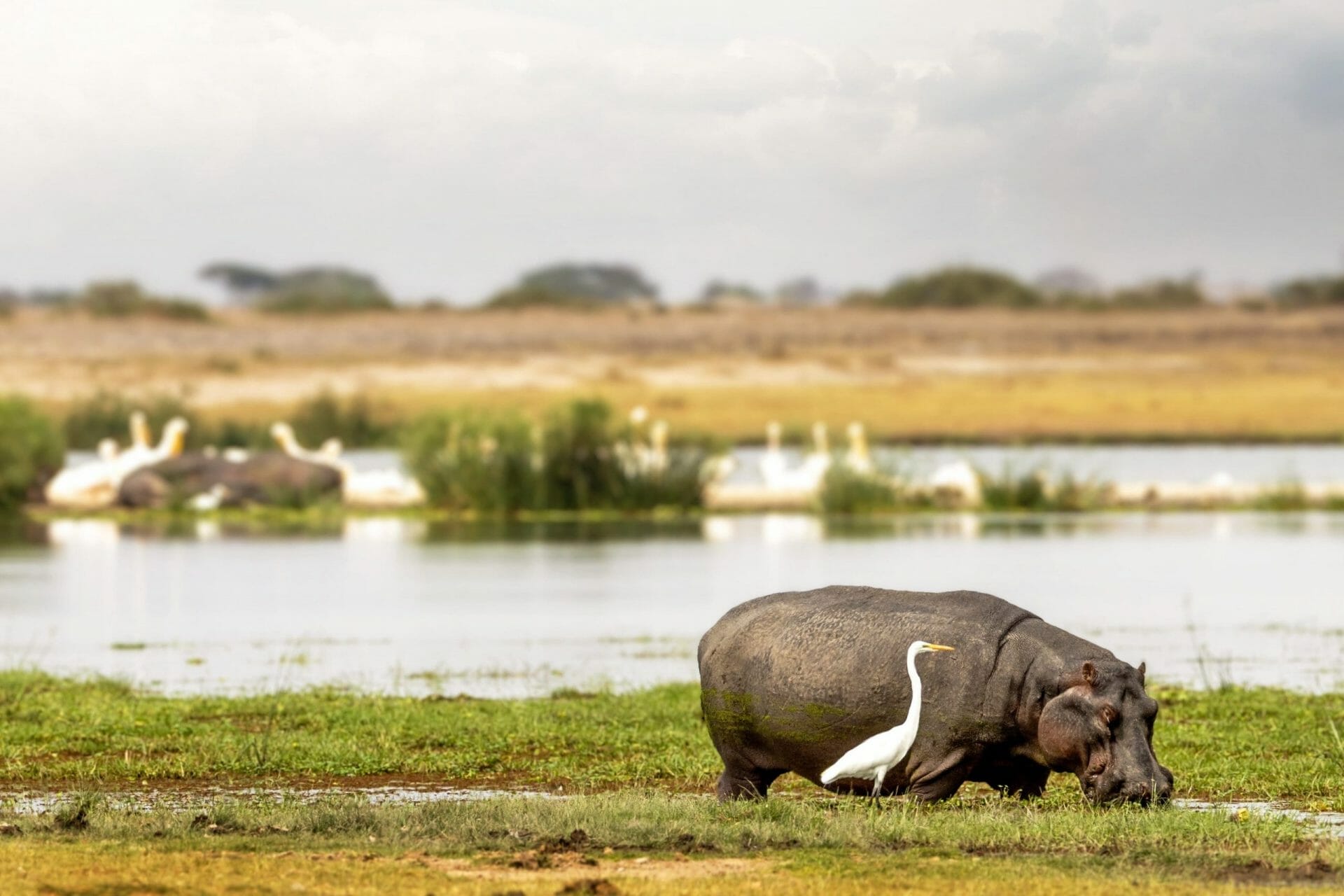 Hipopótamo y garceta en los pintorescos humedales de Amboseli