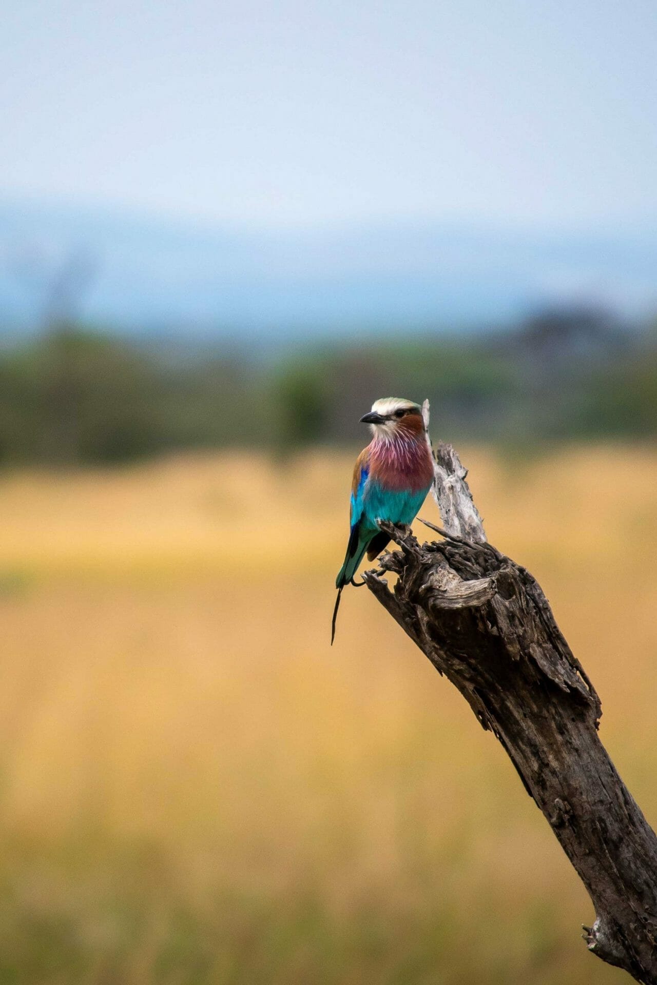Pájaro Zimbabwe