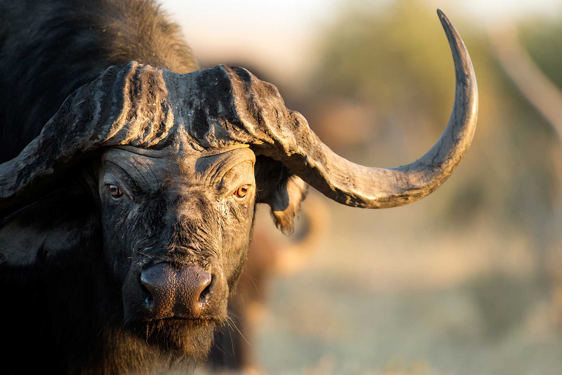 Zimbabwe buffalo