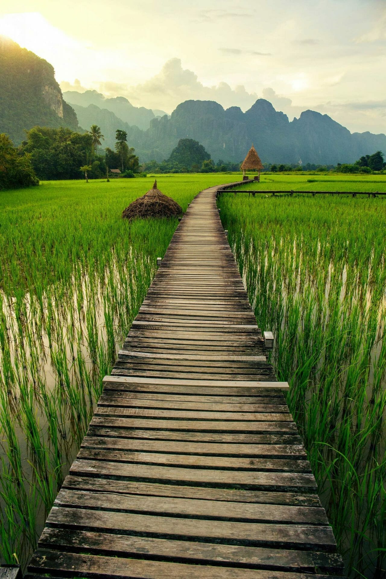 Laos arrozal