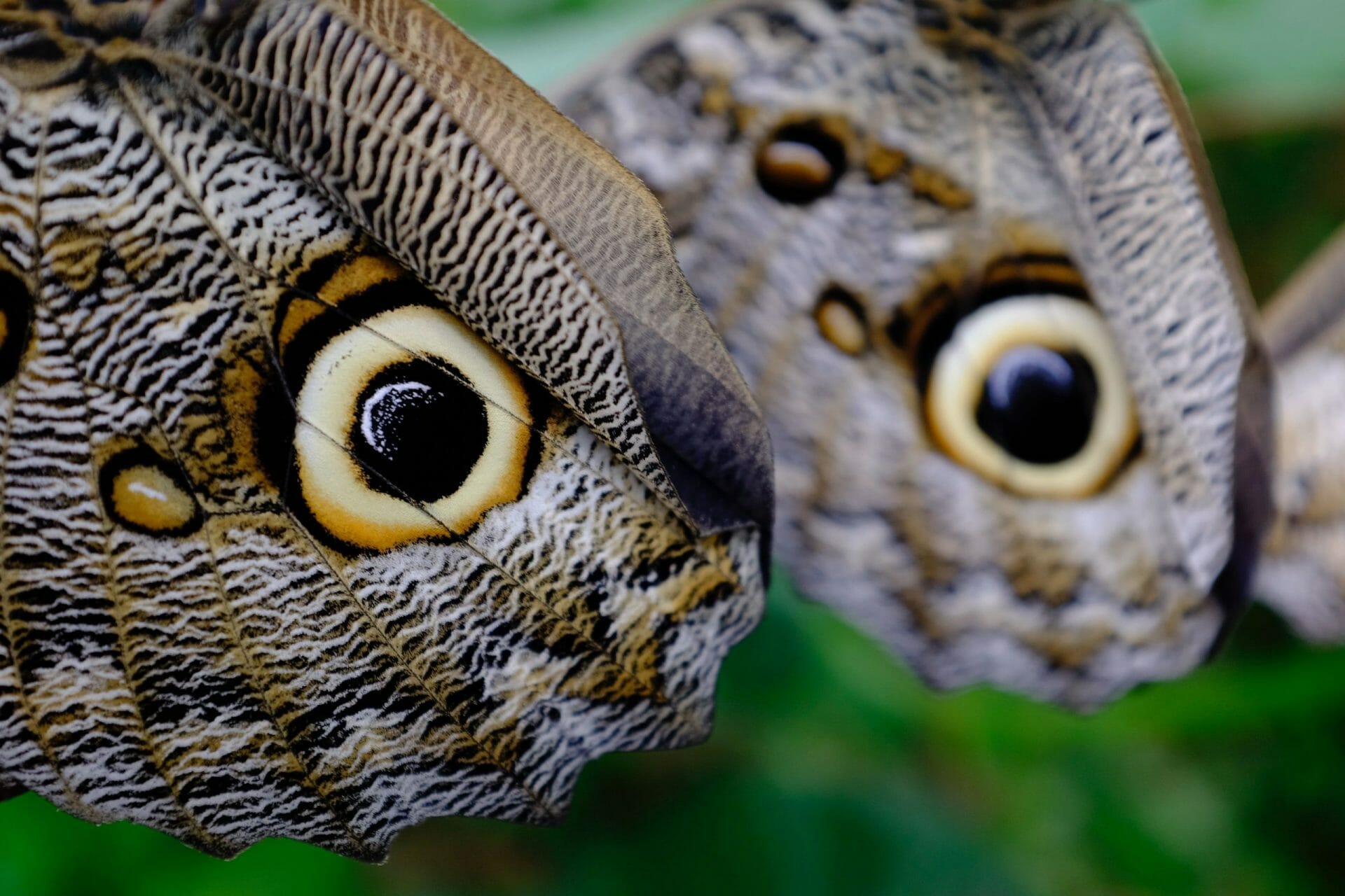 Mariposa Mashpi Amazonas Ecuador