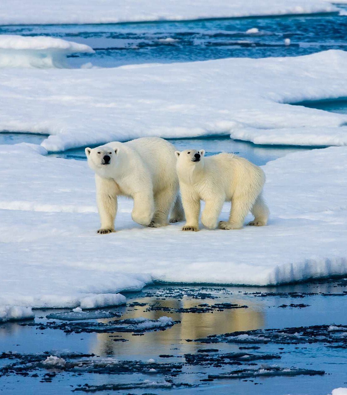 Oso-Polar-Artico