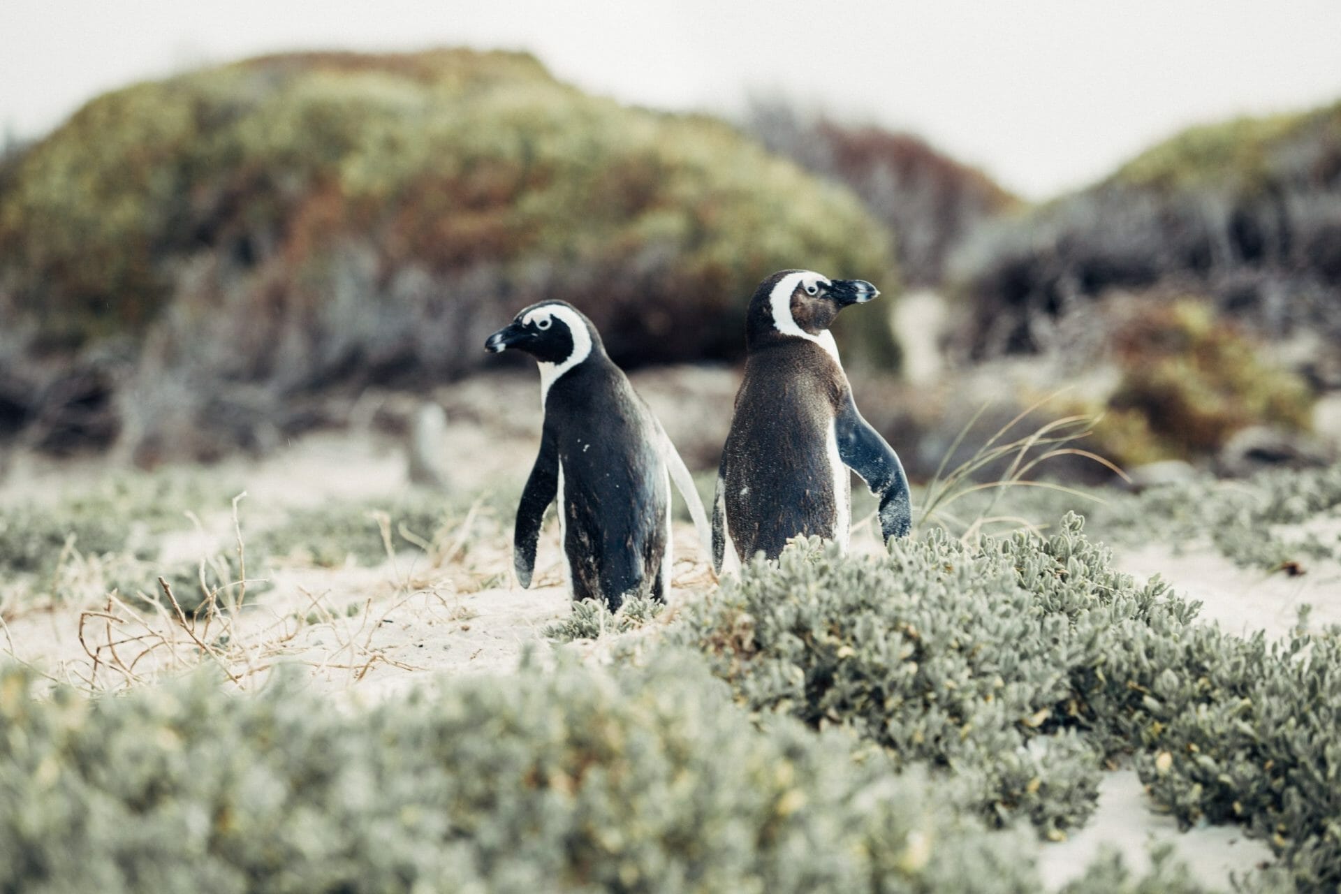 Pingüinos en Sudáfrica