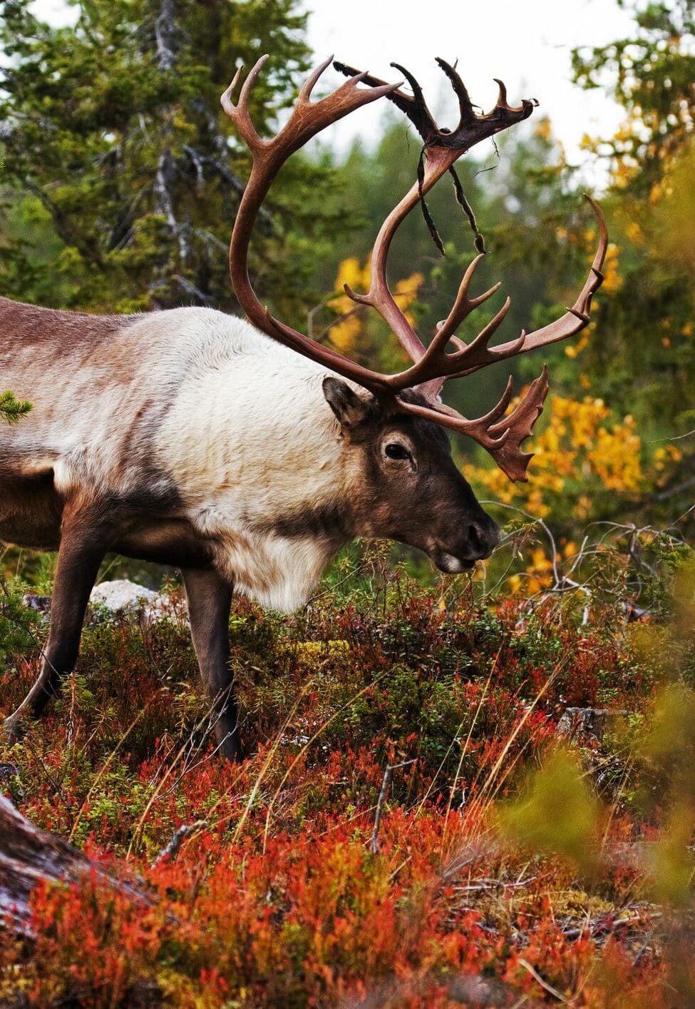 Un gran reno macho con grandes astas caminando entre los arbustos durante un colorido y vibrante follaje de otoño en Laponia, en el norte de Finlandia