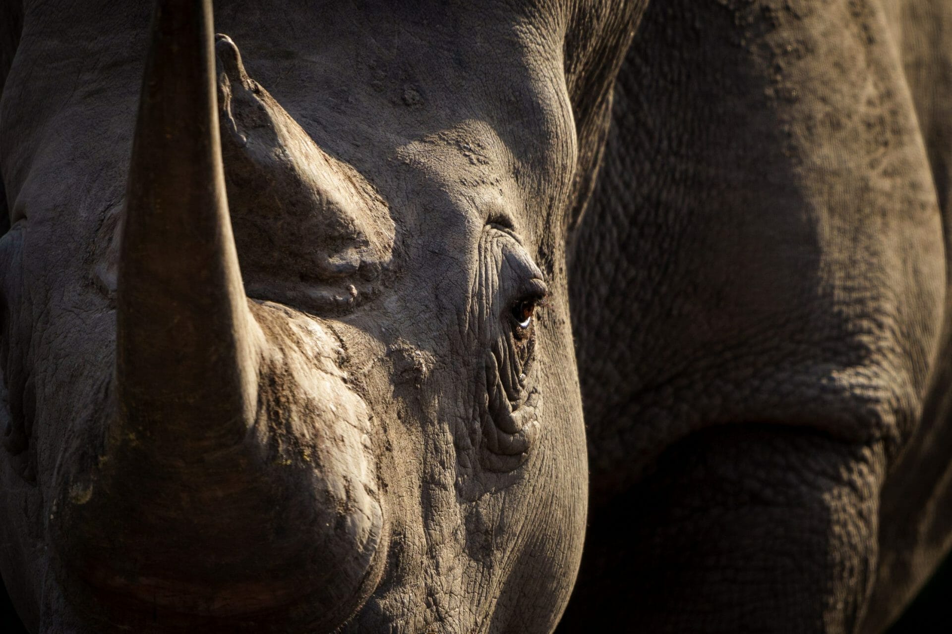 Rinoceronte Mpumalanga Sudáfrica