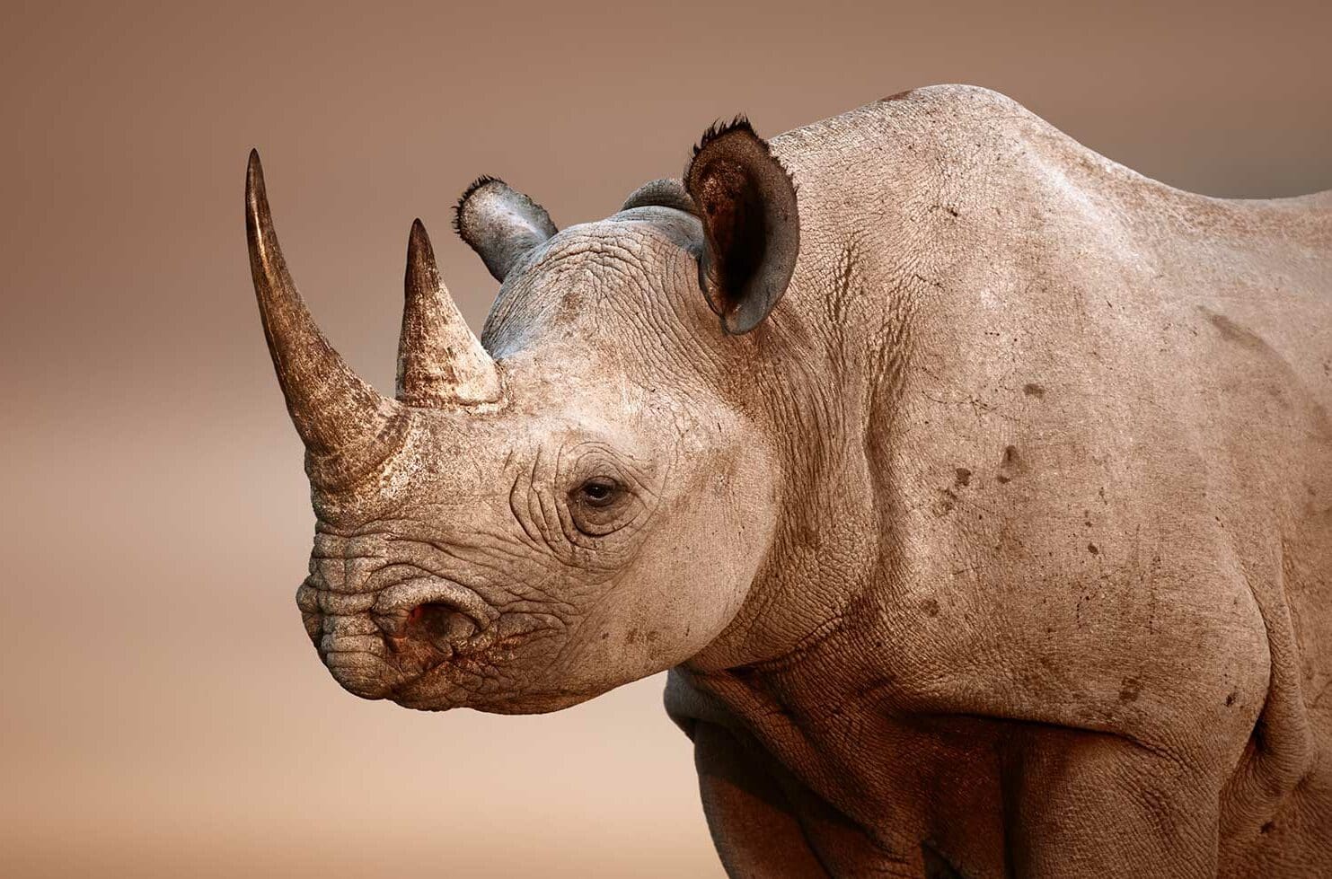 Rinoceronte blanco en Namibia
