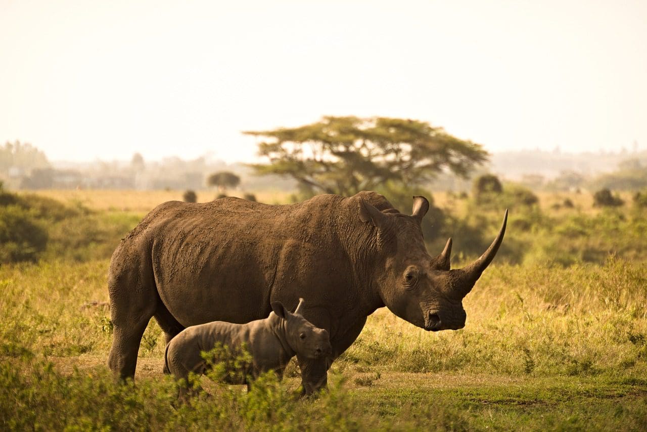 Rinocerontes Kenia
