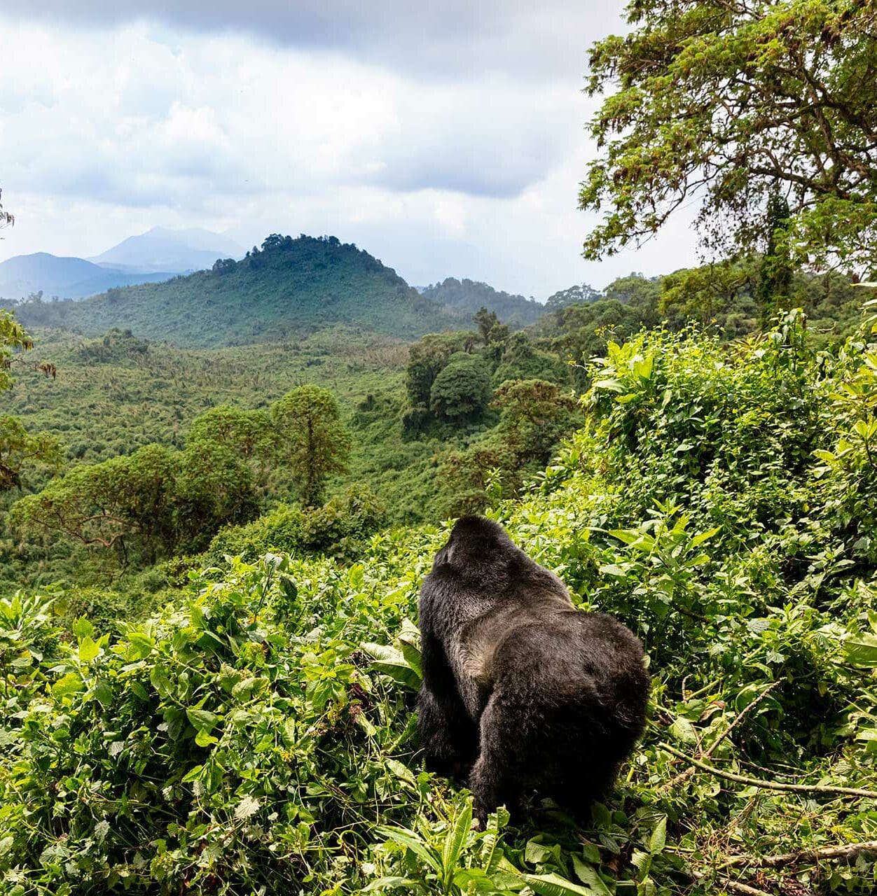Ruanda gorila parque nacional