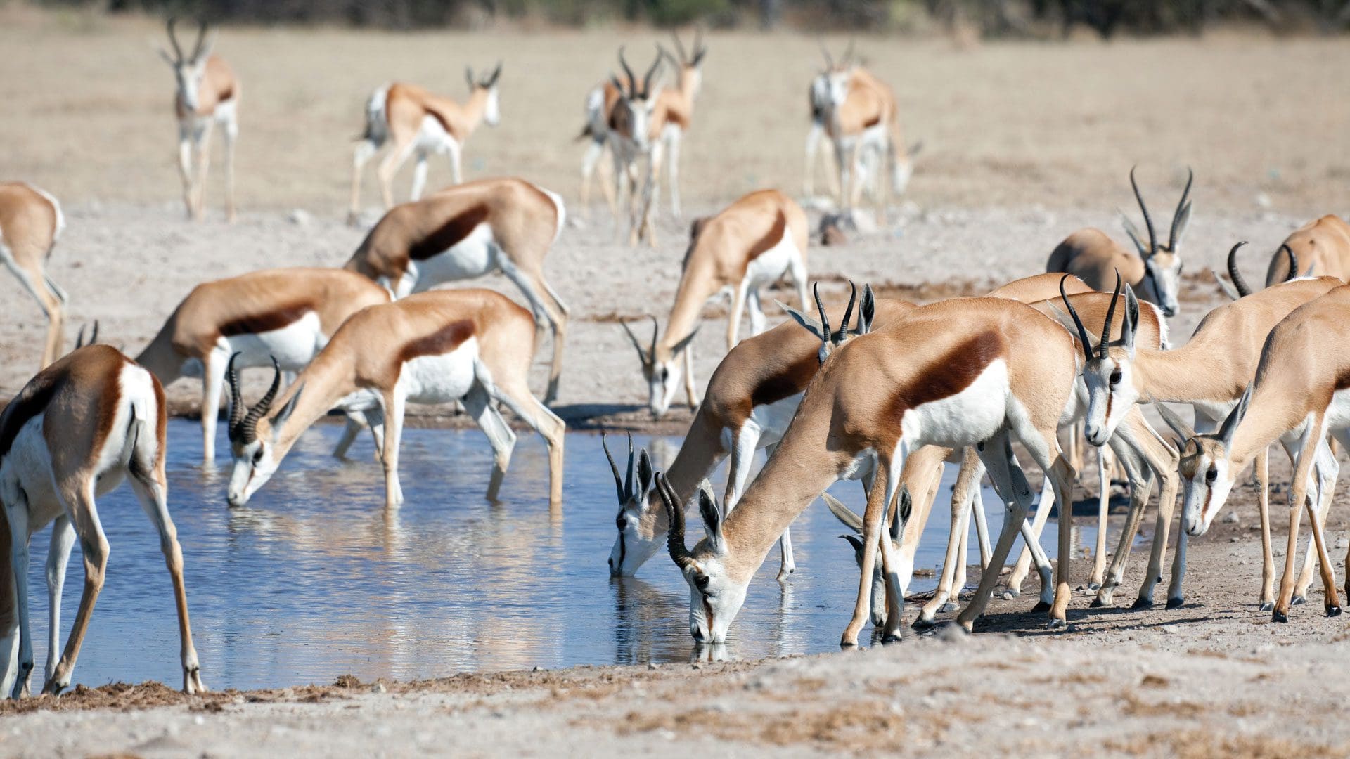 Springbok en las Pans de Nxai, Botswana