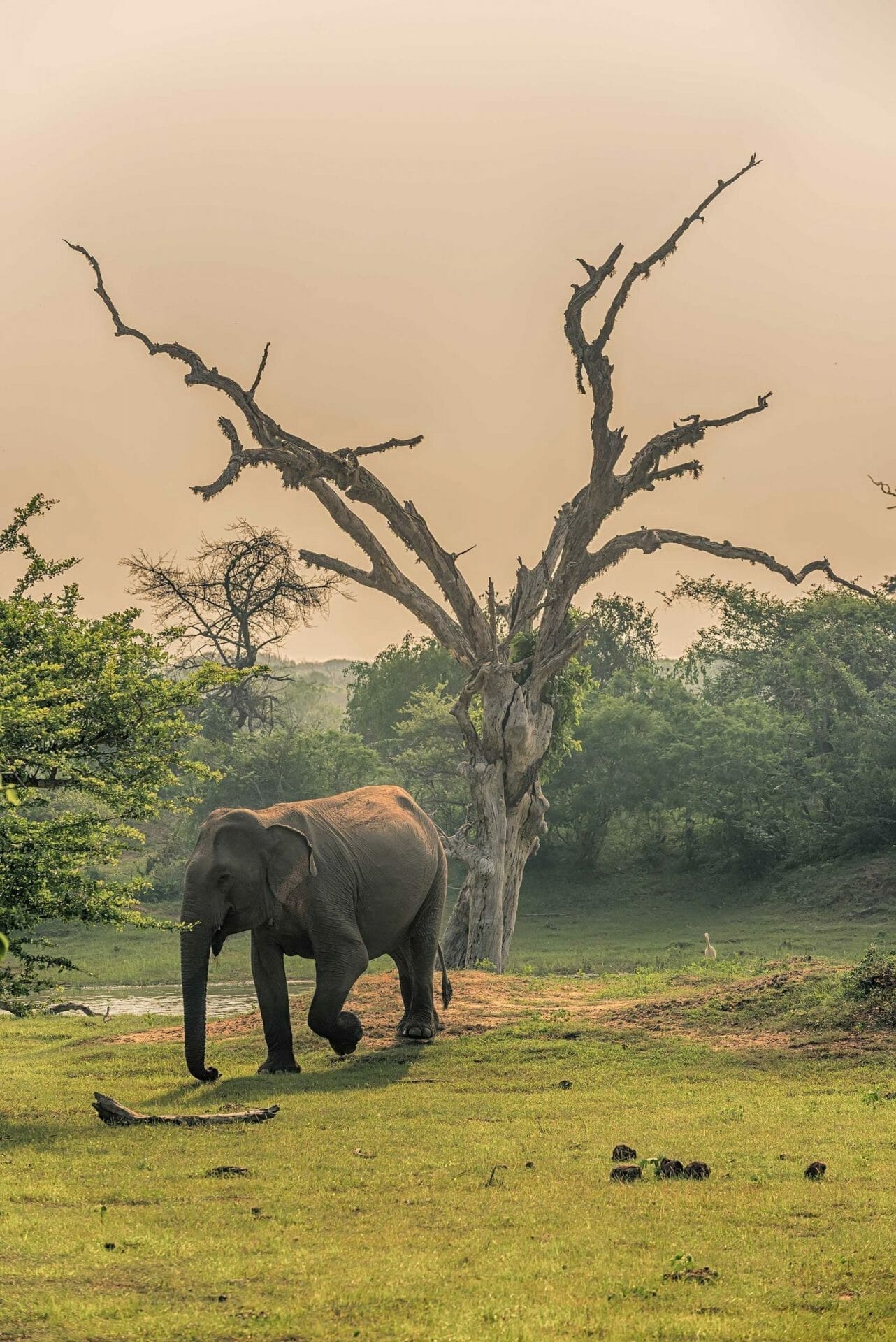 Sri Lanka elefante
