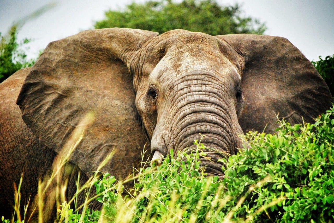 Uganda Elefante