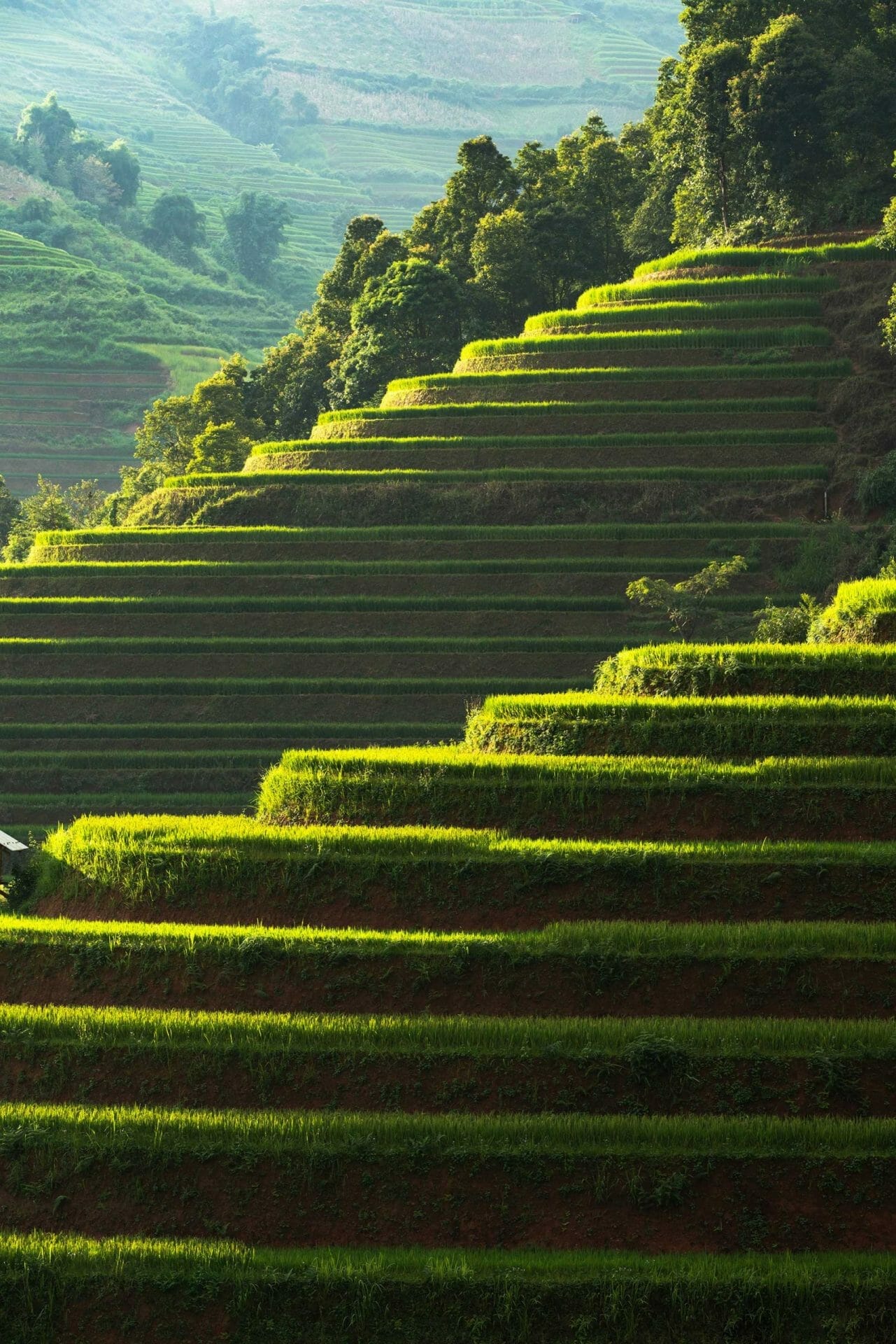 Vietnam arrozal