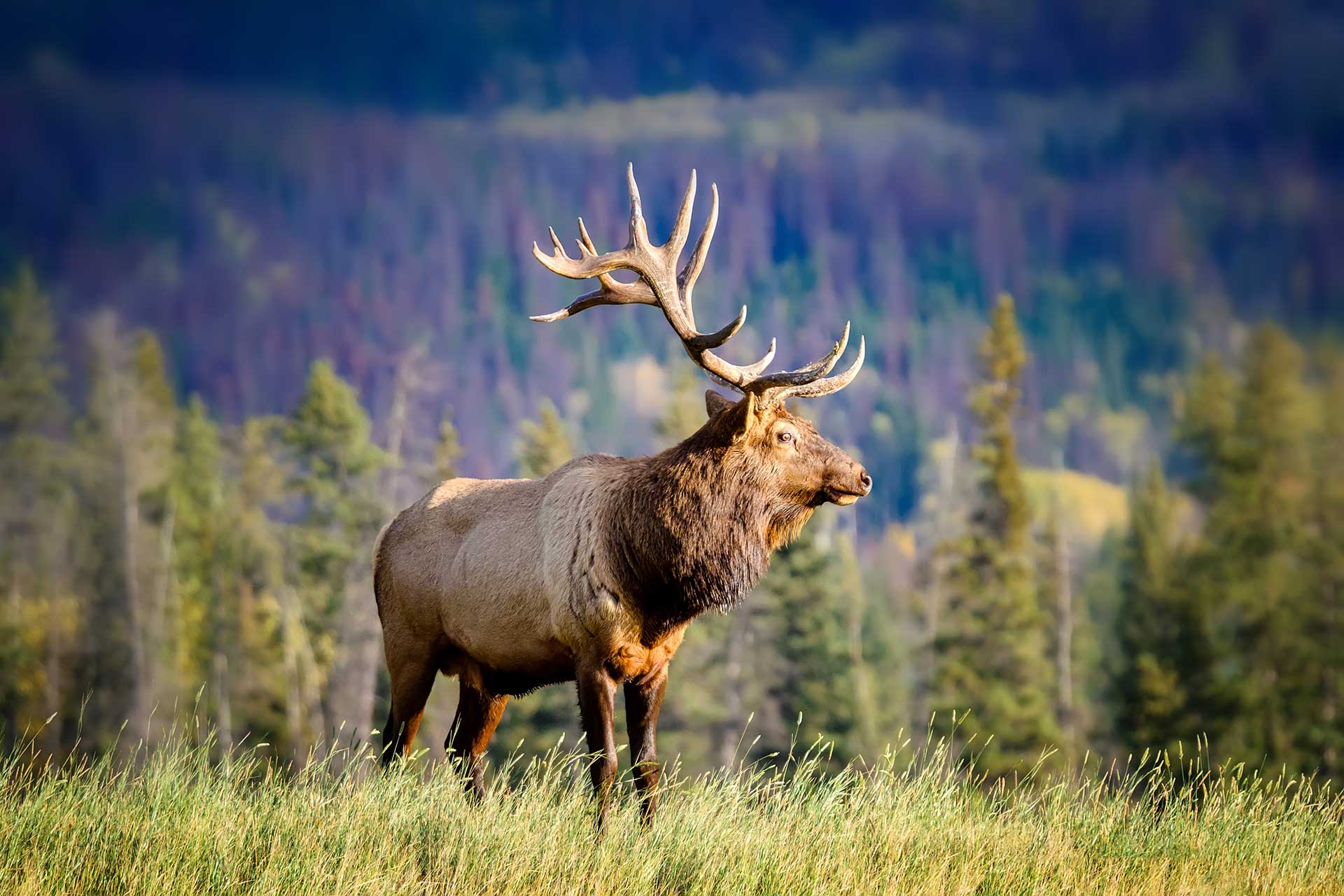 Vistas ciervo Parque Nacional Canada