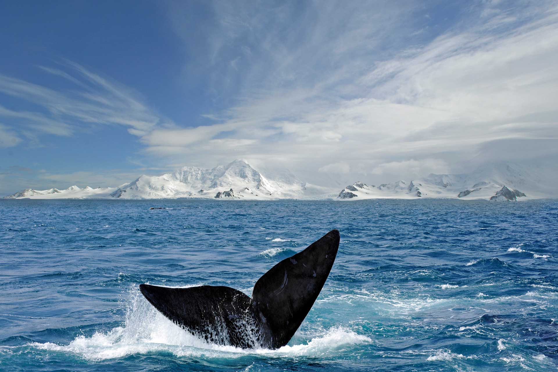 Vistas de ballena en la Antártida