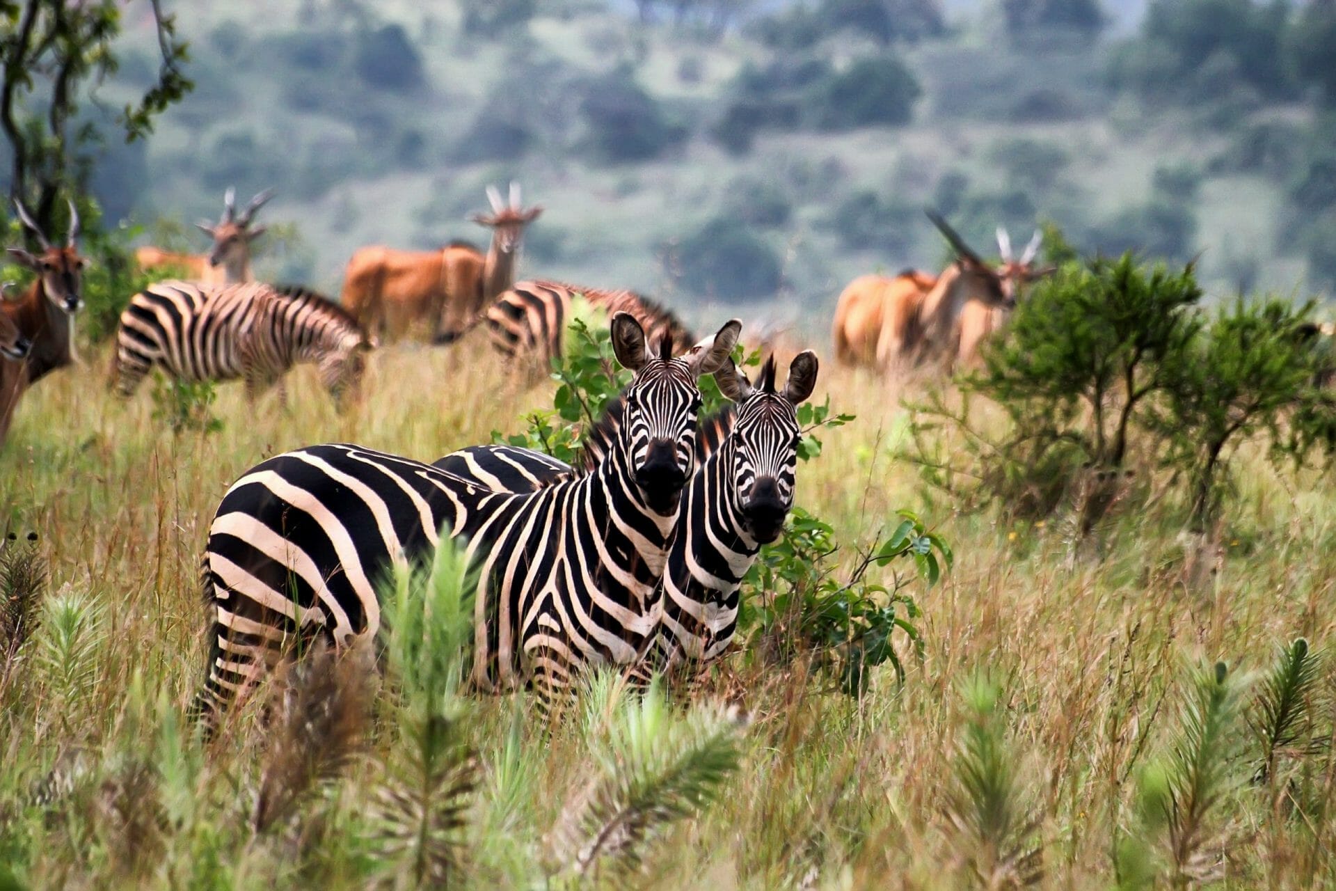 Akagera National Park en Ruanda