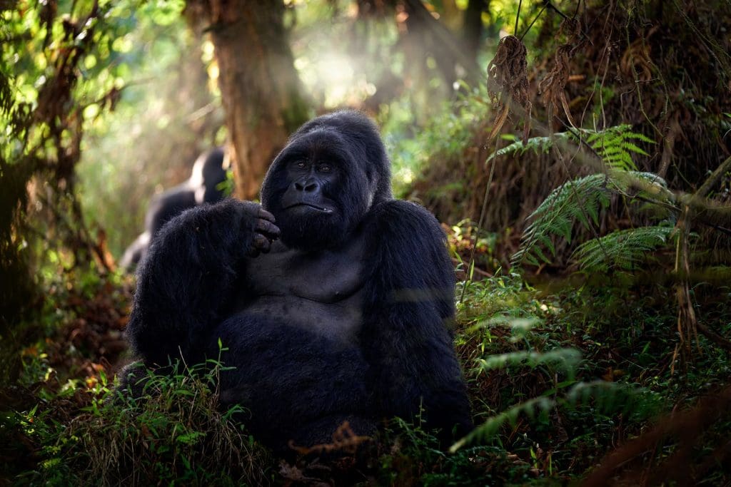 Gorila de montaña Uganda