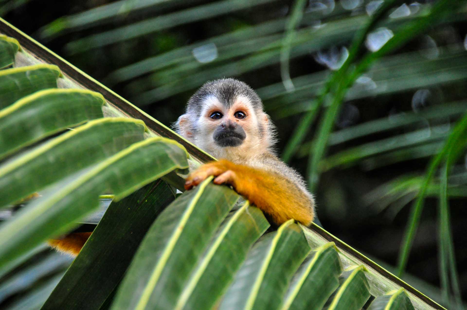 mono ardilla en un árbol de Costa Rica