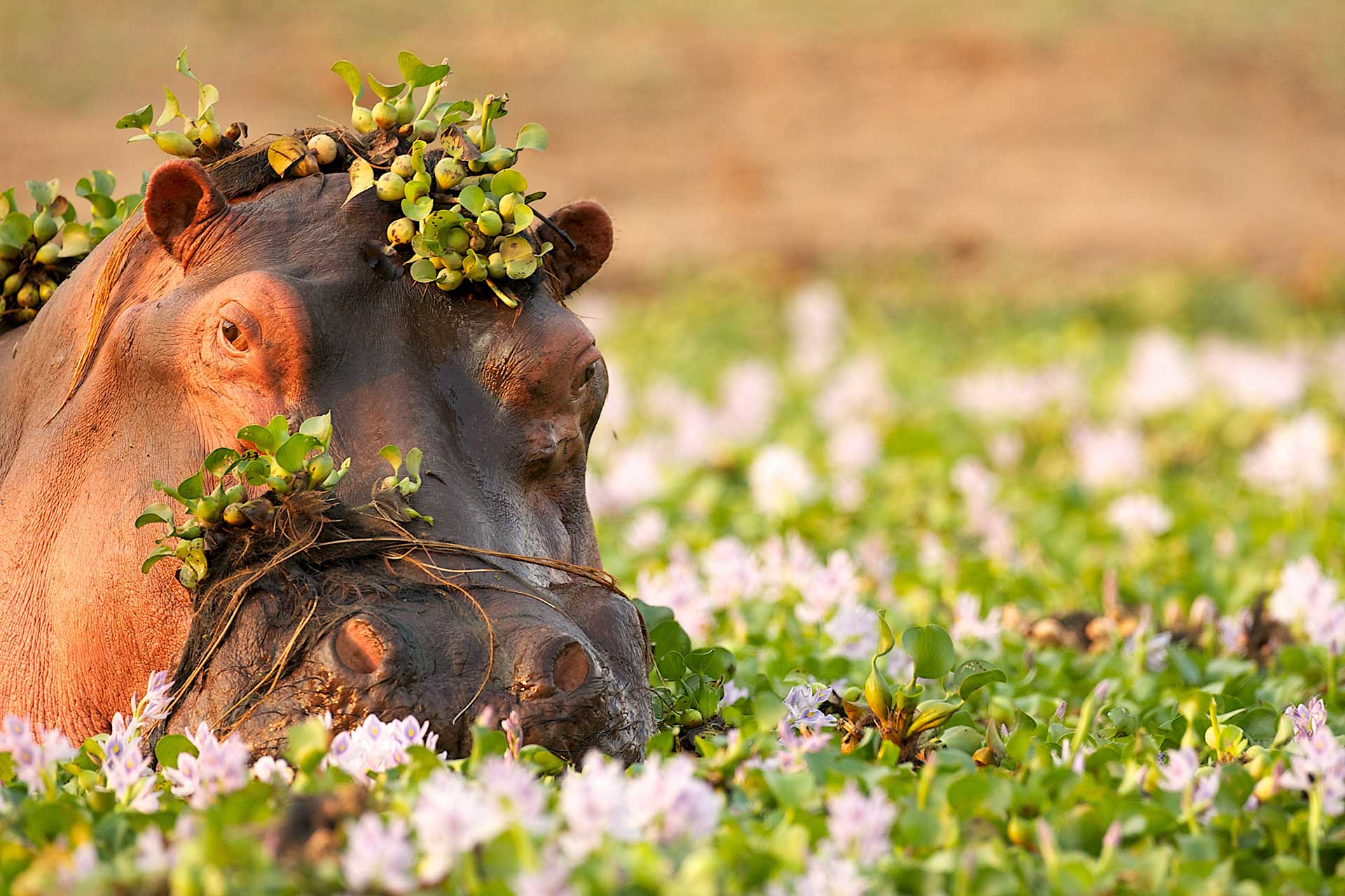 Zimbabwe hipopótamo