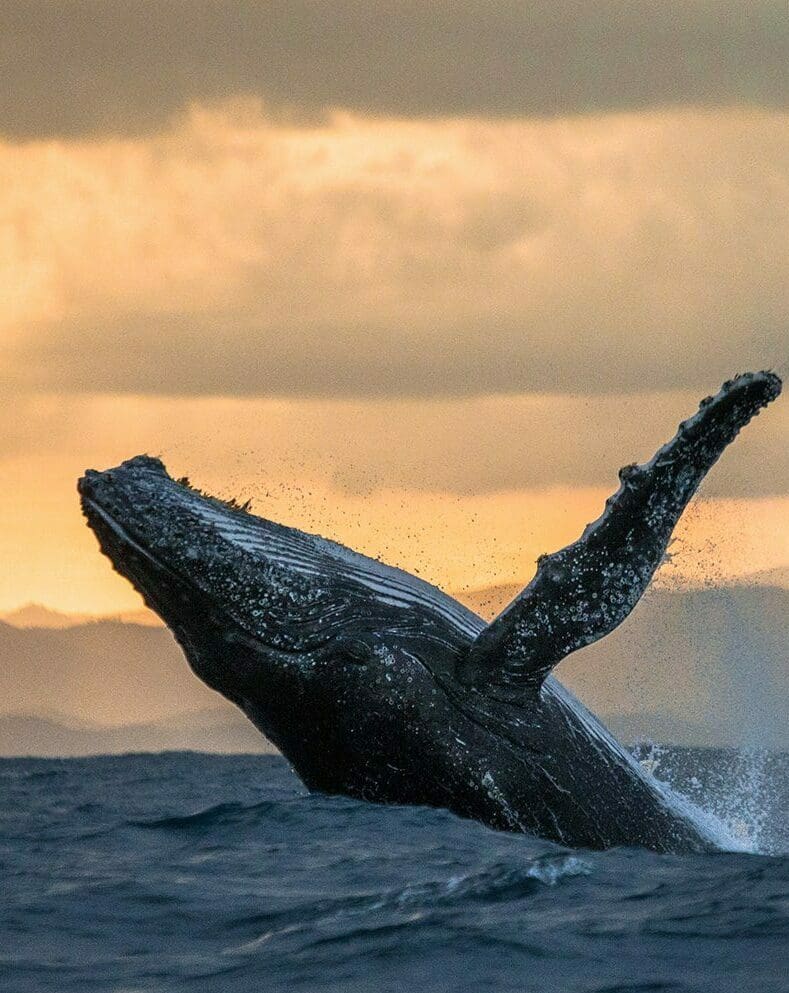 Ballenas jorobadas Madagascar