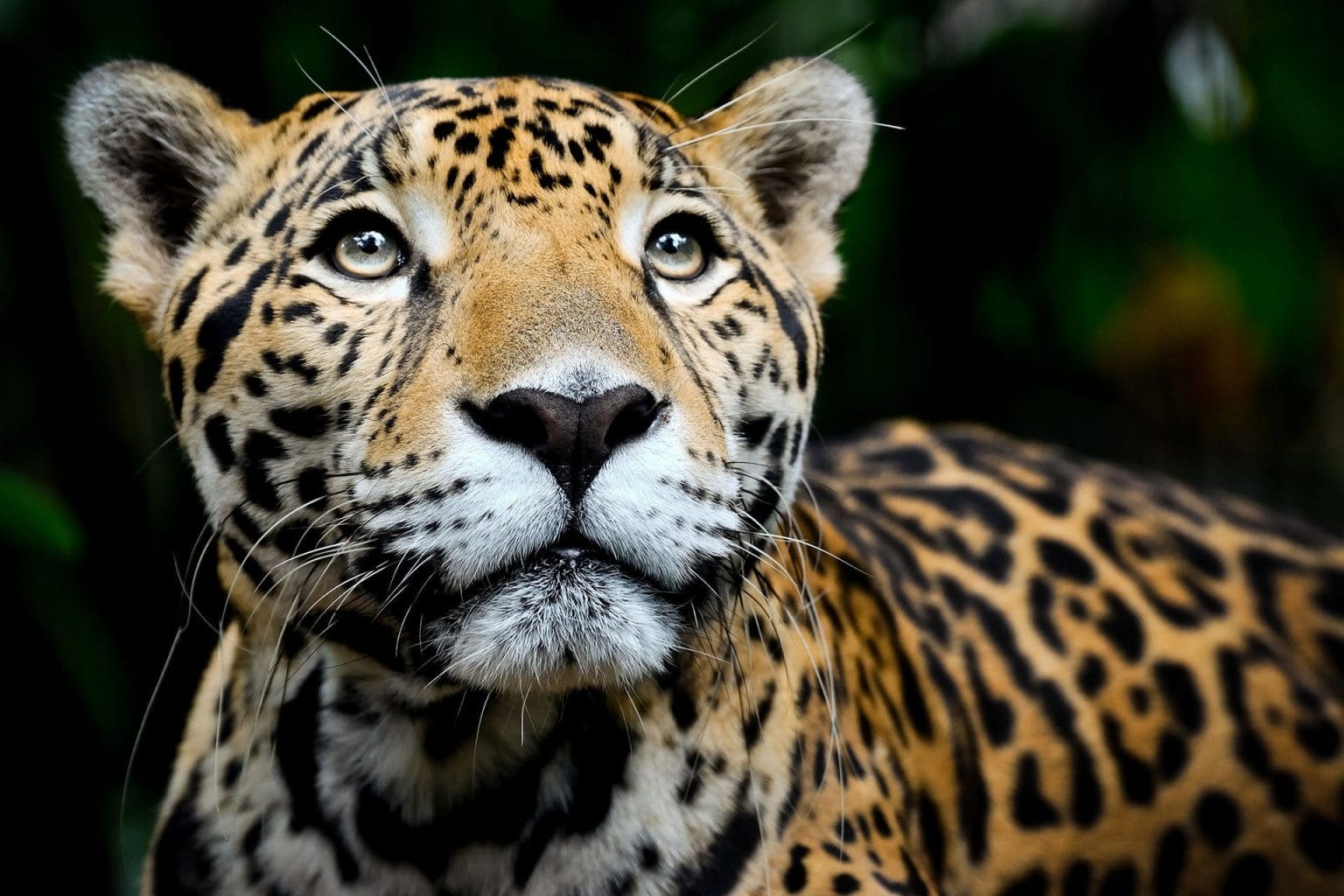 Jaguar en Pantanal Brasil