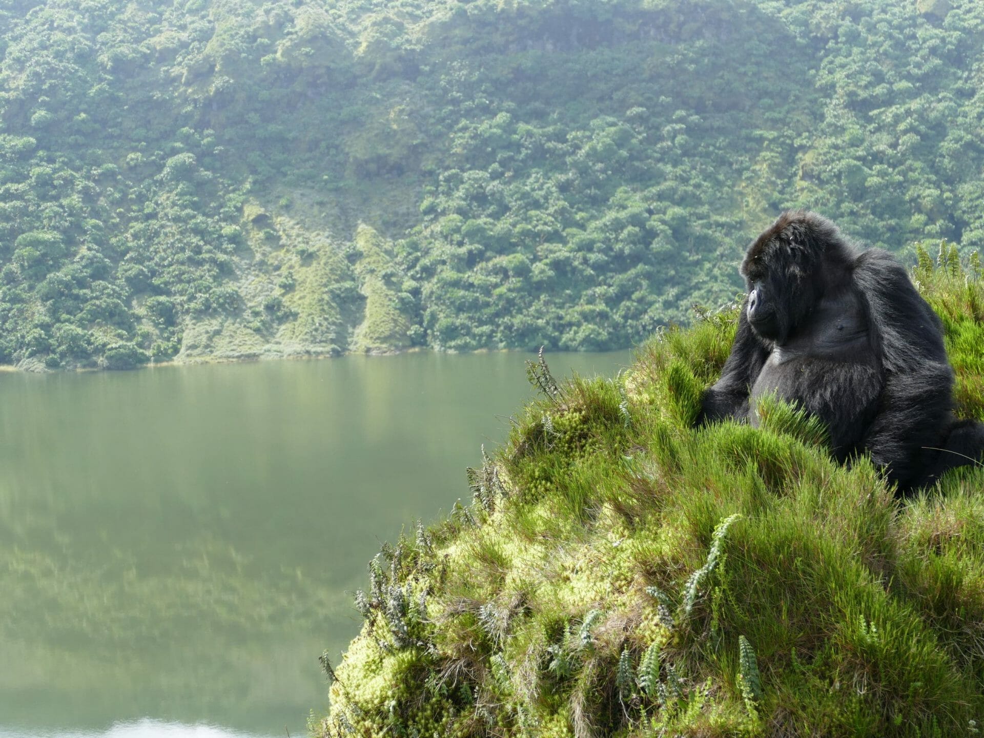 Centro visitantes Diane Fossey