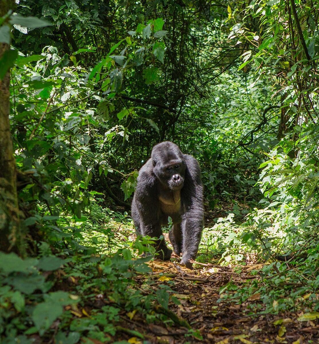 Gorila Rwanda