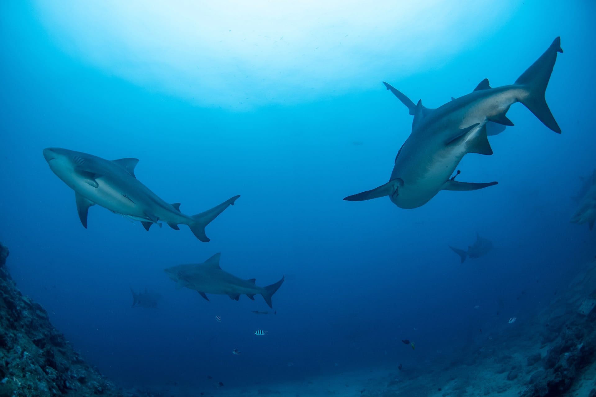 Fiji tiburones