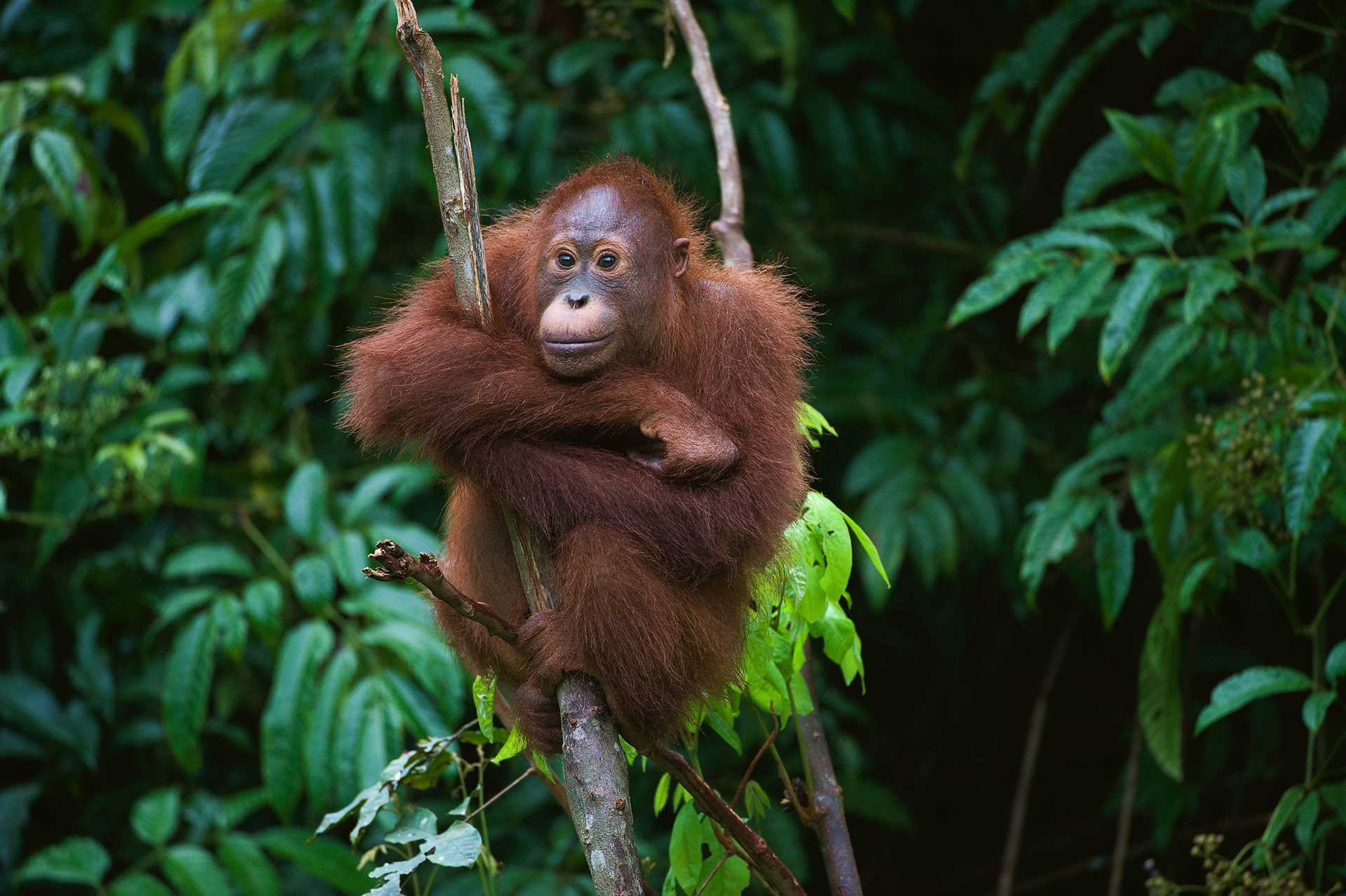 Indonesia orangutan Borneo