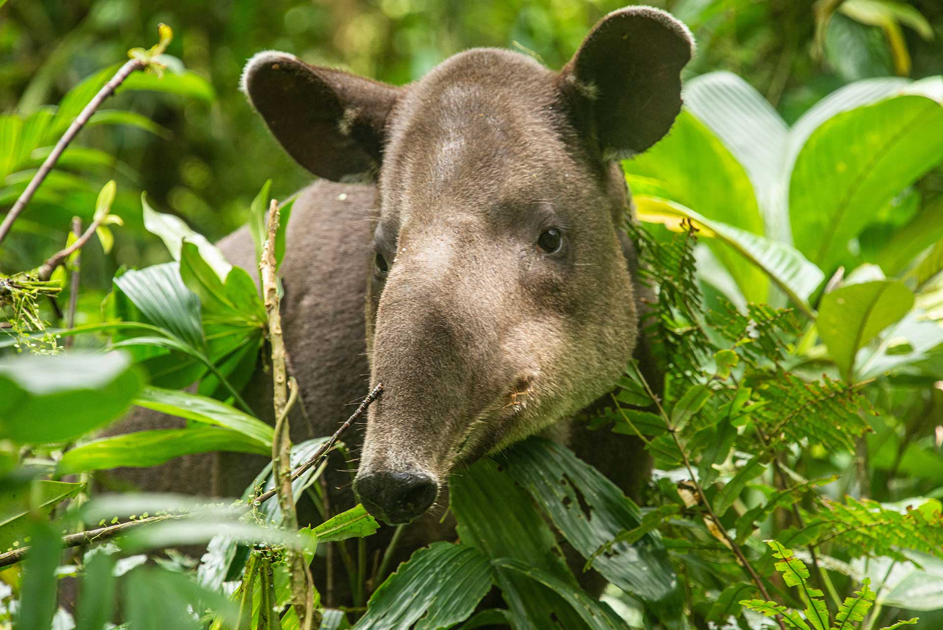 Malasia Tapir