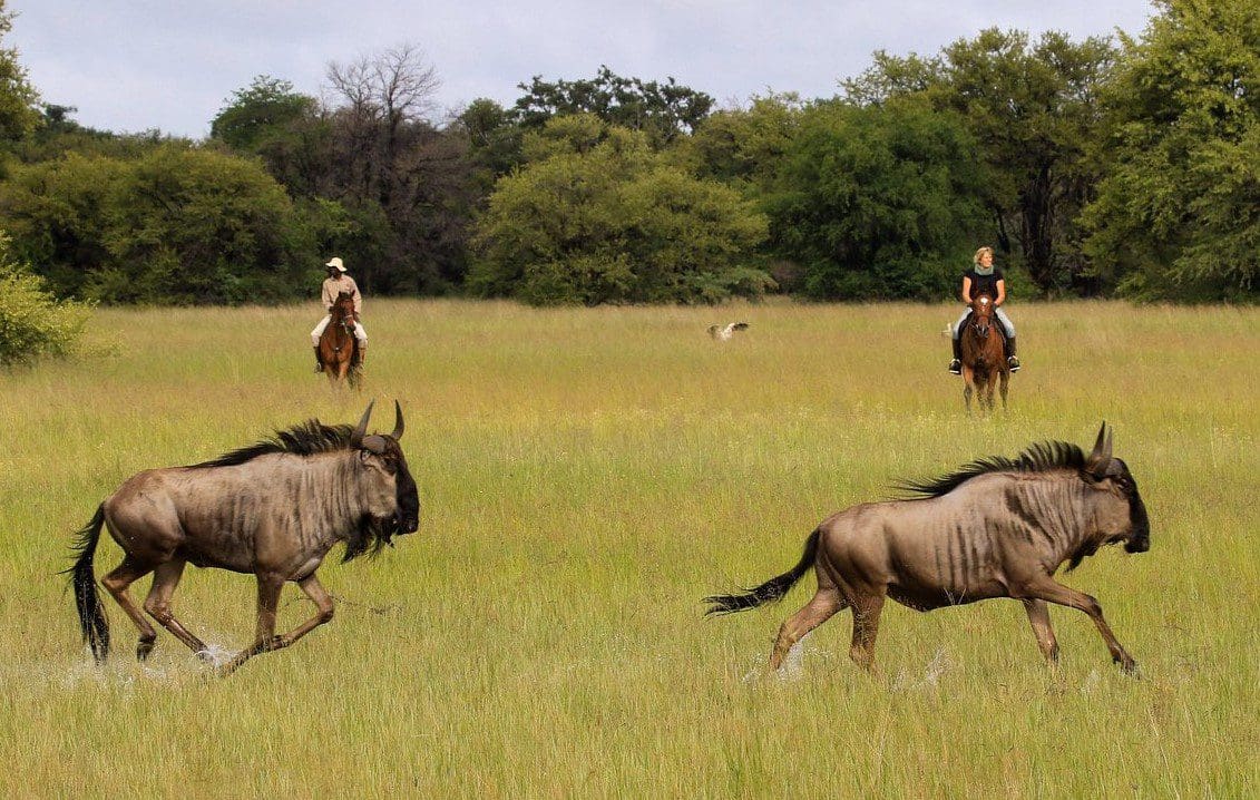 Safari a caballo Camelthorn Zimbabwe