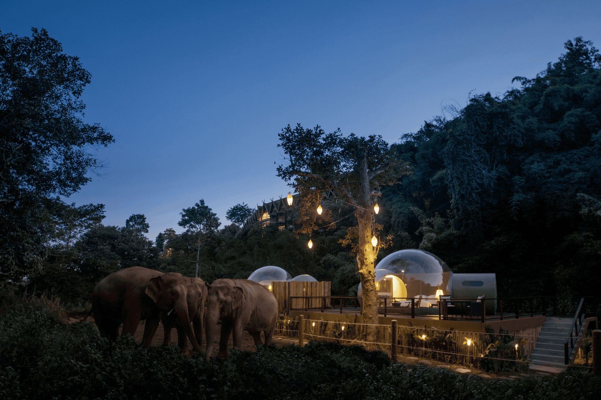 Elephants in bubble lodges in the jungle