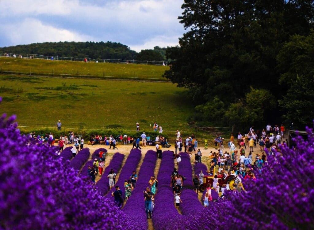 evento de incentivo en Madrid campo de flores moradas