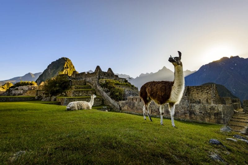 llama en un prado con sitio arqueológico en Perú 