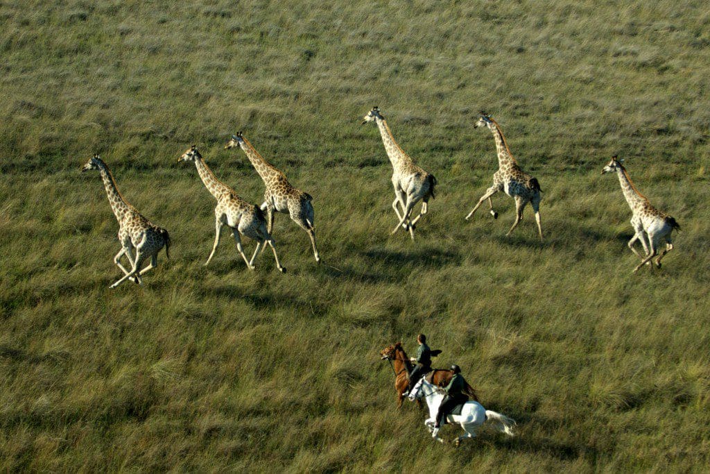 Horseback riding safari in Africa to spot giraffes.