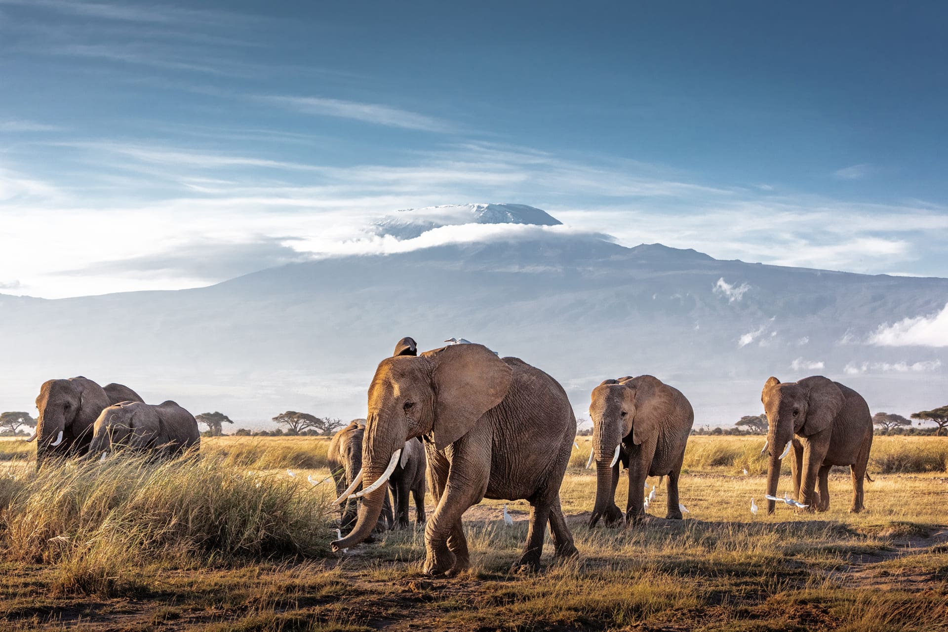 Manada de elefantes con montaña al fondo en Kenia