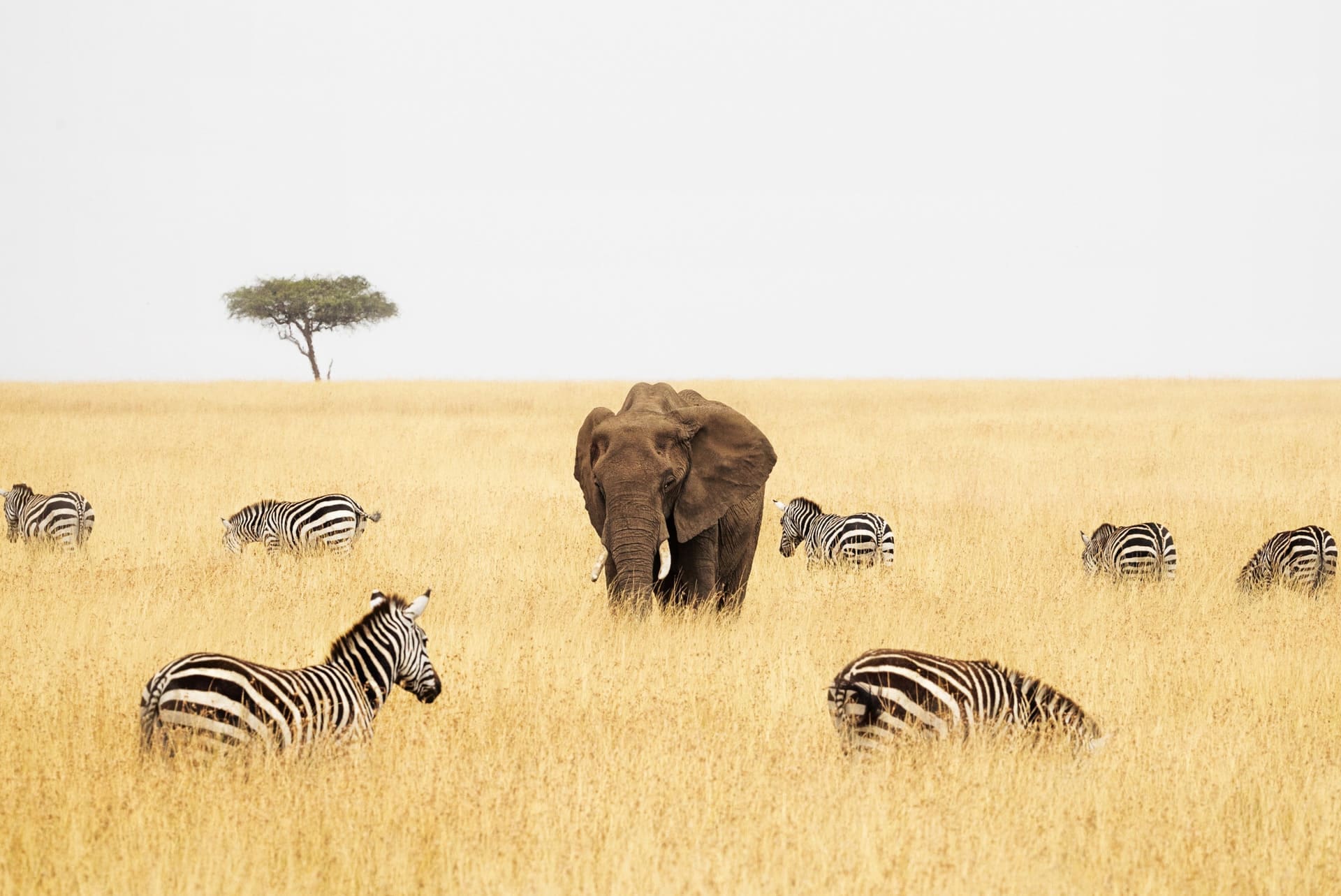 Vista elefante rodeado de zebras en Kenia