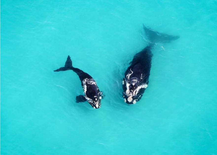 Whales South Africa