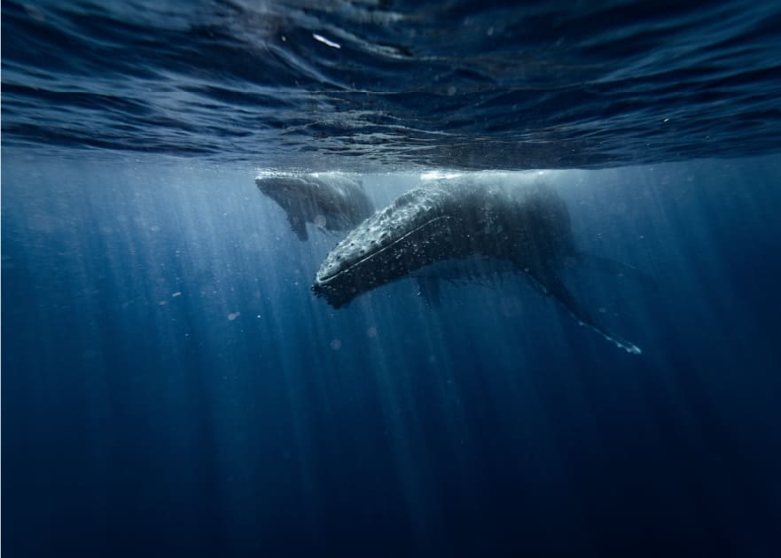 Whale Diving Mozambique