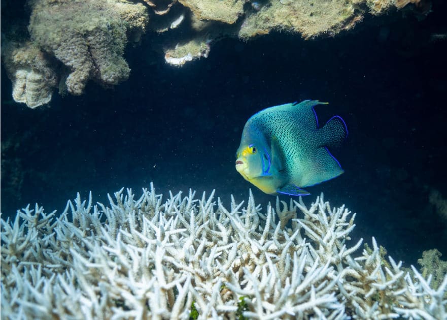 Diving Madagascar
