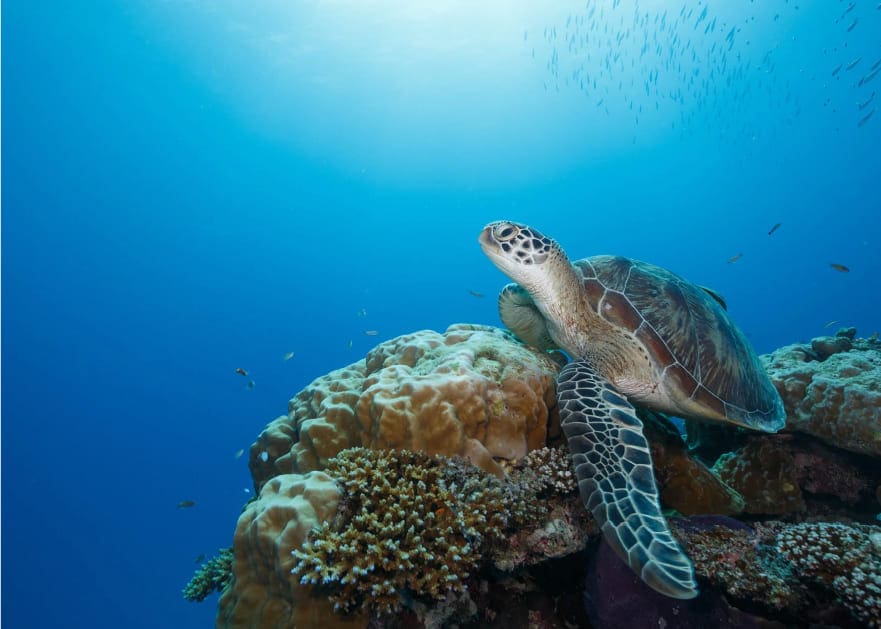 Buceo tortuga marina Seychelles